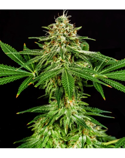 Hellfire OG Cannabis Seeds feminize