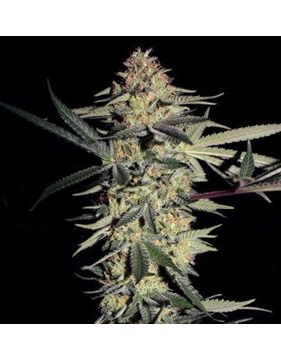 SFV OG Kush Cannabis Seeds Feminized