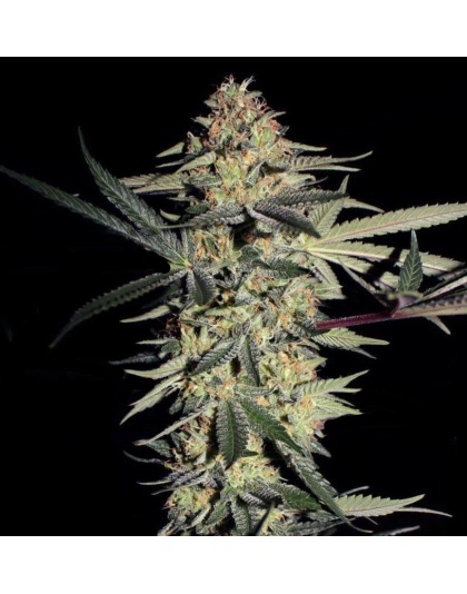 SFV OG Kush Cannabis Seeds Feminized