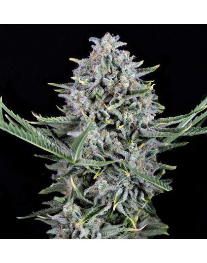 Auto Cookies Cannabis Seeds Feminized