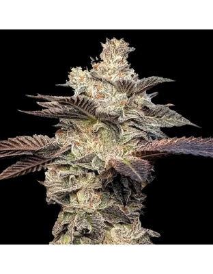 Gelato Ice Cream Cannabis Seeds Feminized