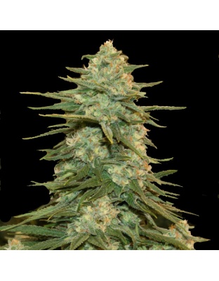 Fat Crack Cannabis Seeds Feminized