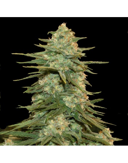 Fat Crack Cannabis Seeds Feminized