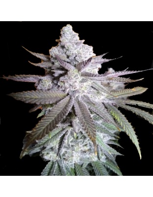 grease monkey Cannabis Seeds Feminized