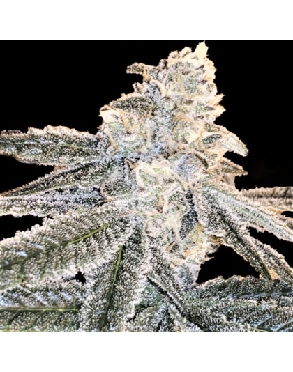 White Truffle Cannabis Seeds Feminized
