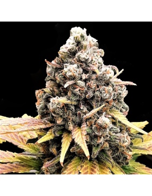 Granddaddy Black Cannabis Seeds Feminized