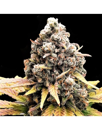 Granddaddy Black Cannabis Seeds Feminized