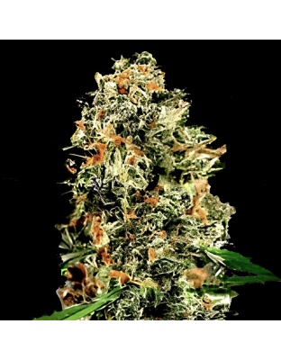 Mango Kush Cannabis Seeds Feminized