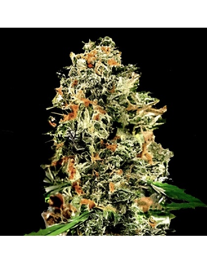 Mango Kush Cannabis Seeds Feminized