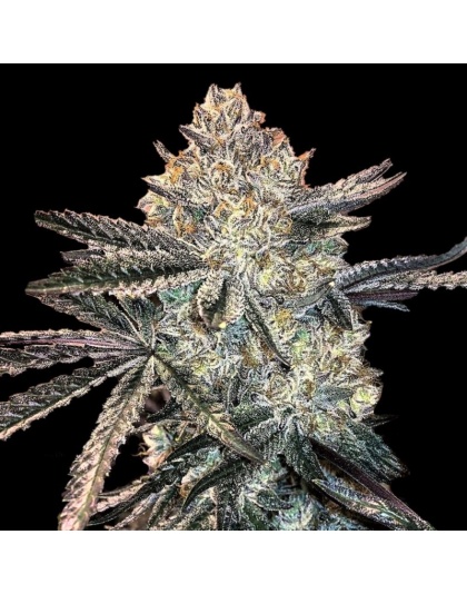 zookies cannabis feminized seeds