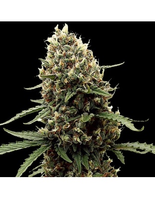 Mint Runtz Feminized Cannabis Seeds