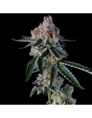 Sugar Candy Feminized Cannabis Seeds