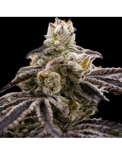 Purple Widow Cannabis Seeds Feminized	