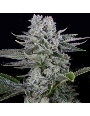 Gorilla Cannabis Seeds Feminized