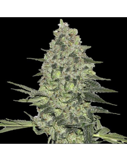 Bubba Kush Cannabis Seeds Feminized 	