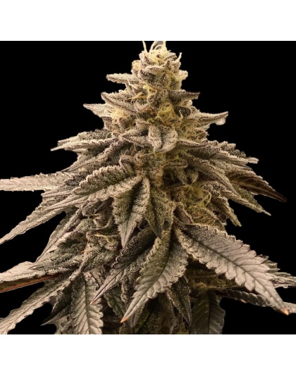 LA Kush Cake cannabis seeds