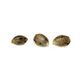 feminized cannabis seeds