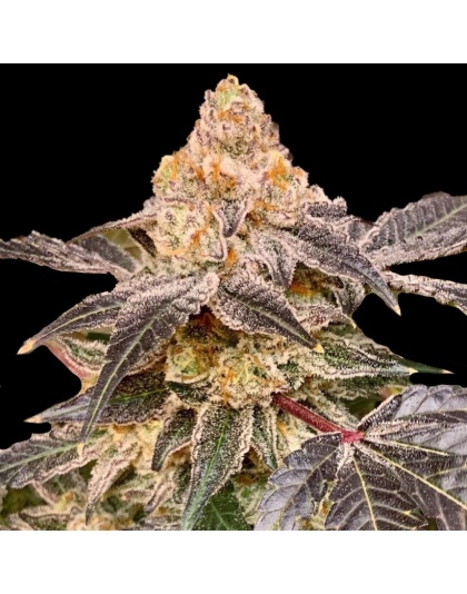 Gusher Cannabis Seeds Feminized
