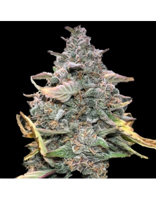 Lemon Runtz Cannabis Seeds Feminize