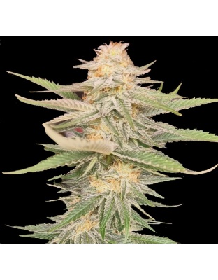 Melon Gum Cannabis Seeds Feminized