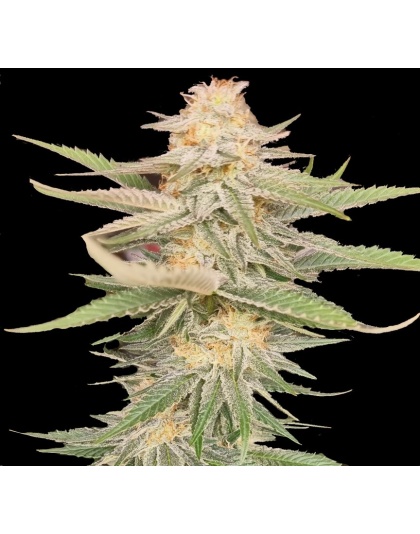Melon Gum Cannabis Seeds Feminized