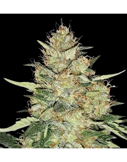 Sherbet Cannabis Seeds Feminized