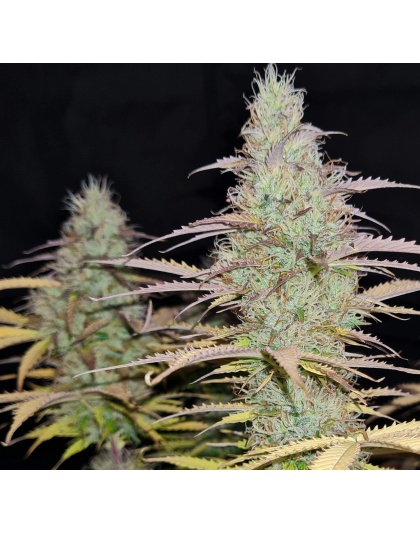 Lemon Haze Autoflower Feminized Cannabis Seeds