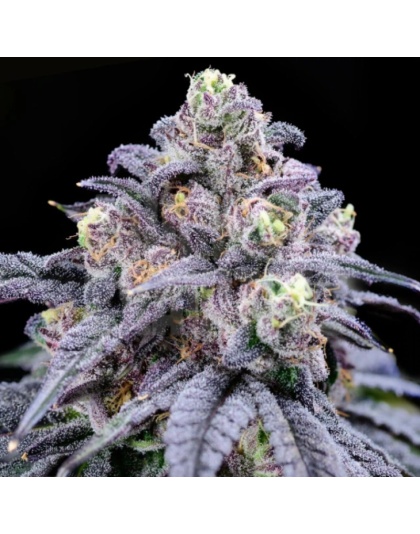 Truffle Cannabis Seeds Feminized	