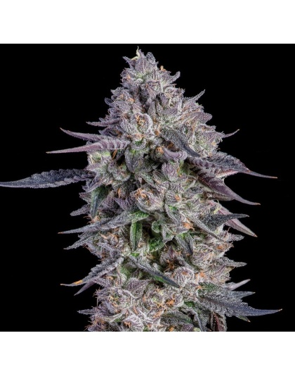 White Runtz Cannabis Seeds Feminized