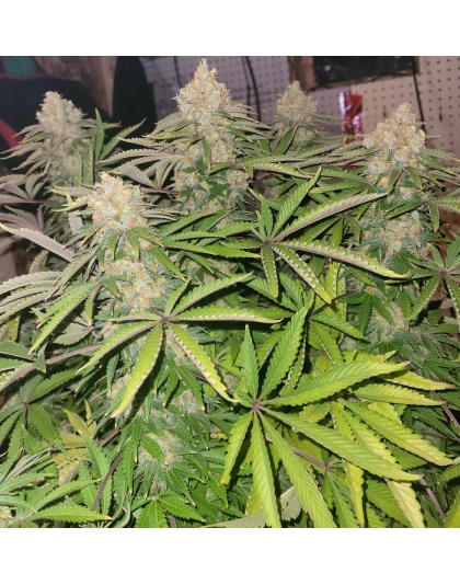 Godfather OG Cannabis Seeds Feminized