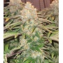 godfather og cannabis
