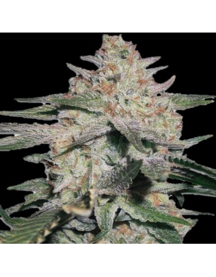 auto northern x og kush seeds