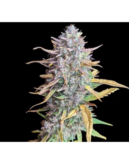 Strawberry Banana Fast Version Cannabis Seeds Feminized