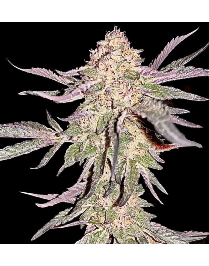 peanut butter breath strain