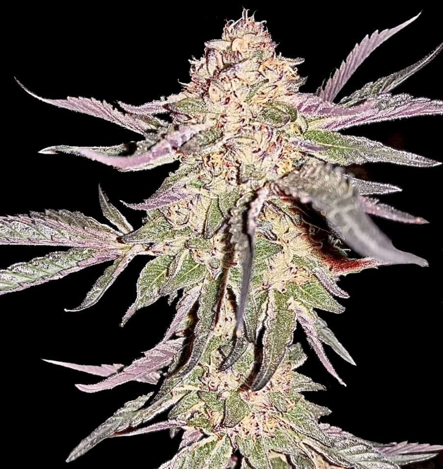 Peanut Butter Breath Feminized Seeds Strain Review (High THC)