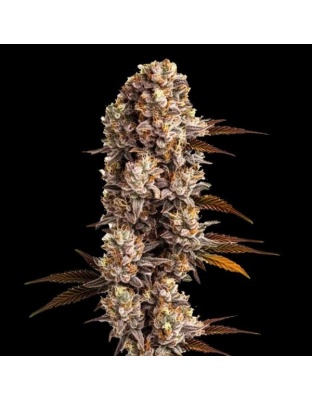 Star Killer Cannabis Seeds Feminized