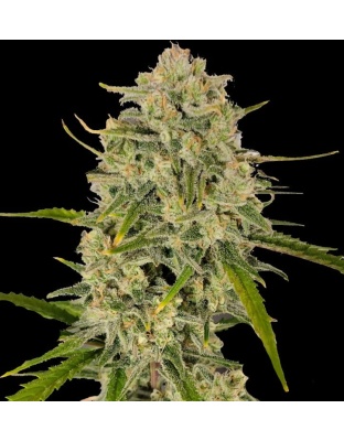 Blackberry Runtz Cannabis Seeds Feminized