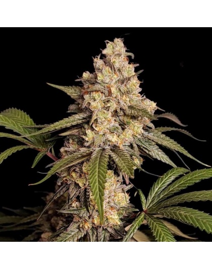 Full gas Cannabis Seeds Feminized