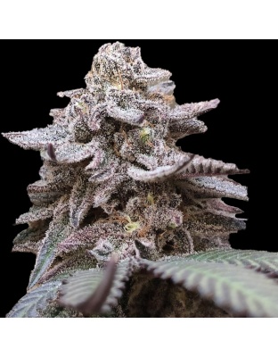 Mimosa Cannabis Seeds Feminized