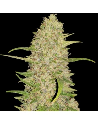 Frosted Gelato Cannabis Seeds Feminized