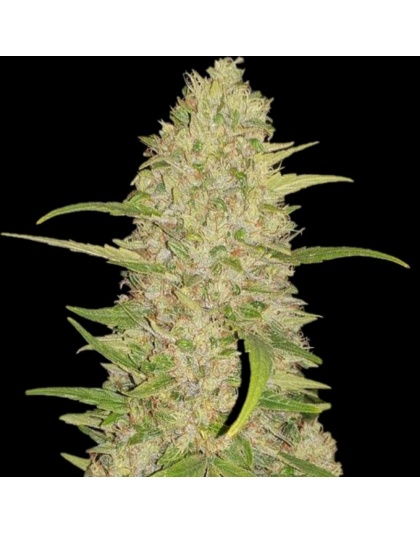 Frosted Gelato Cannabis Seeds Feminized