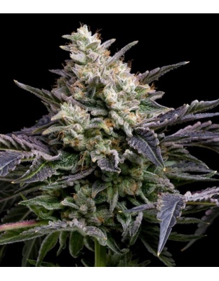 GMO Cookies Fast Version Cannabis Seeds Feminized