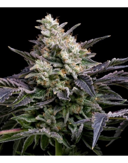 GMO Cookies Fast Version Cannabis Seeds Feminized