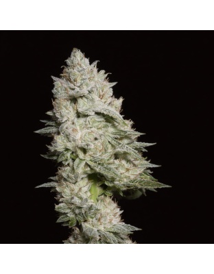 Blue God X Cluster Cannabis Seeds Feminized