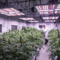 Best Lights for Growing Cannabis: LED vs HPS, PPFD Targets, Coverage & How to Choose