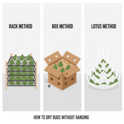 How To Dry Buds Without Hanging: Rack, Box & Lotus Methods